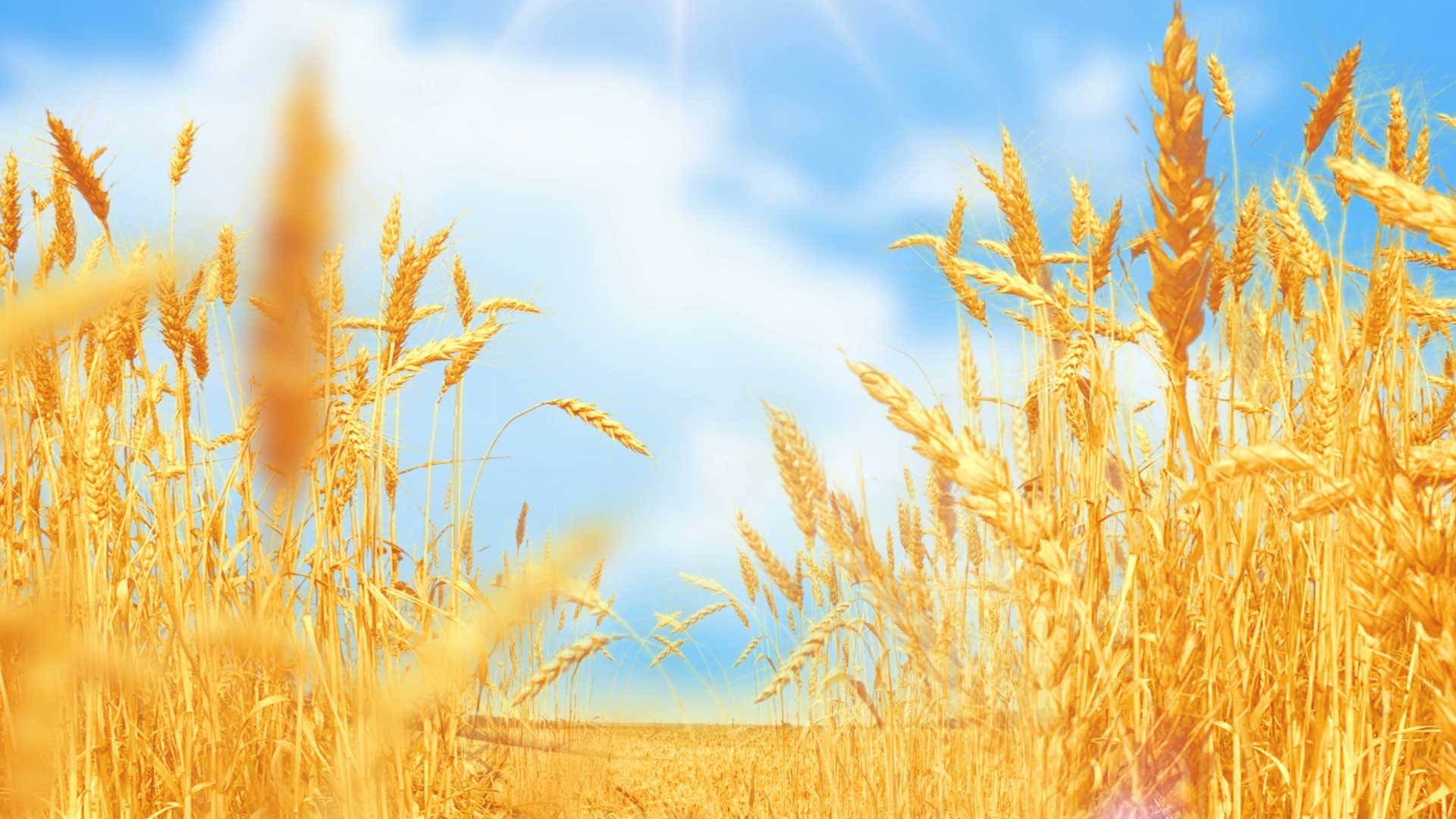 Barley Field